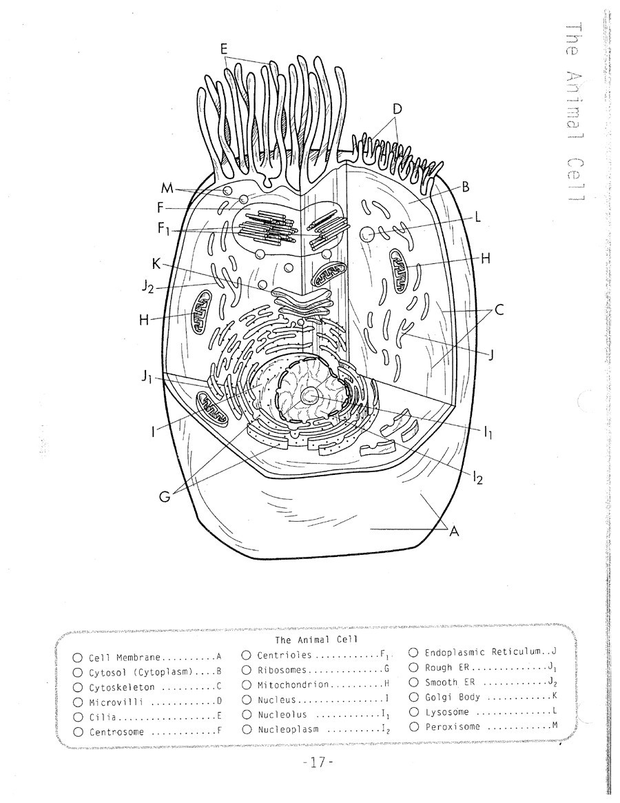 animal cell coloring sheets Unique Animal Cell Coloring Sheet ...