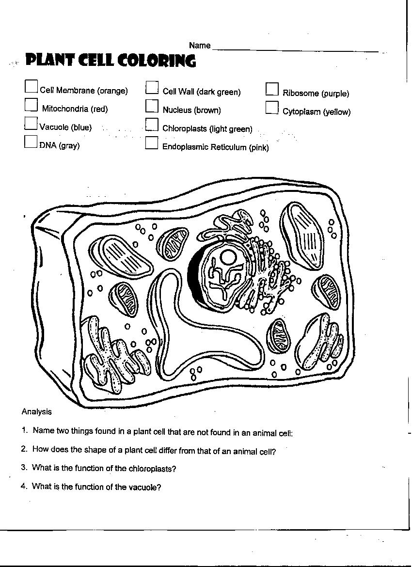 plant-cell-worksheet – The Classes at Town North Within Plant Cell Coloring Worksheet
